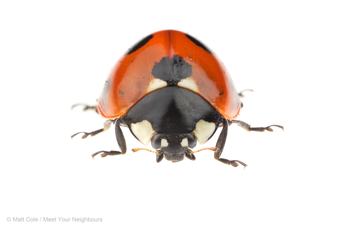 Seven Spot Ladybird